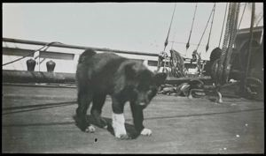 Image of Black Pup on Deck of S.S. Roosevelt